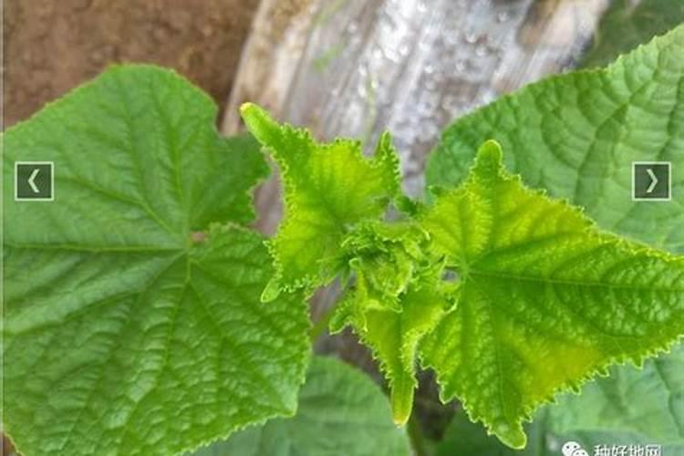 黄瓜发黄打什么叶面肥最好？