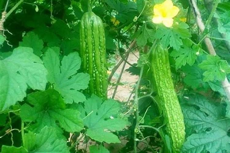 苦瓜打什么农药结瓜多