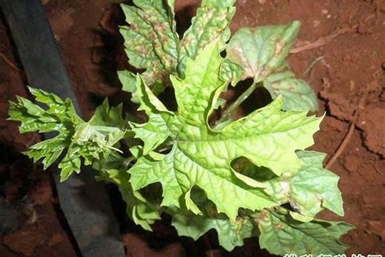 苦瓜叶片出现硬头病的原因有哪些