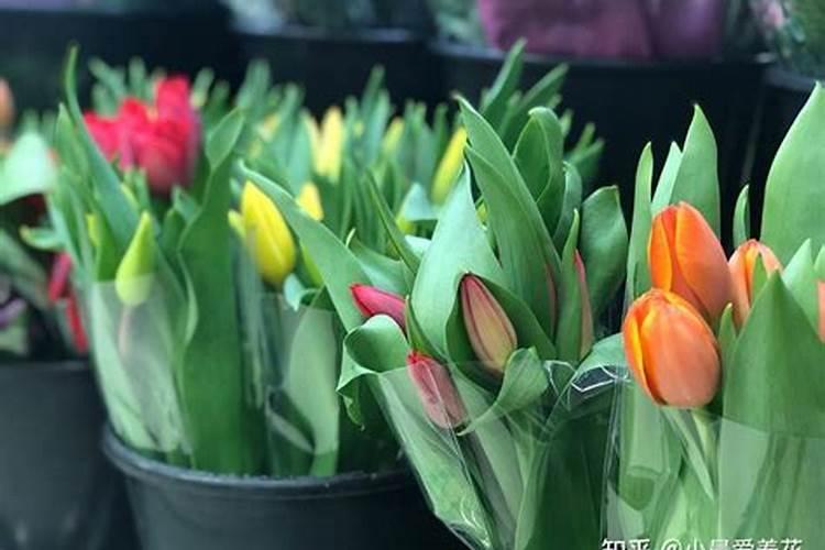 郁金香如何施肥