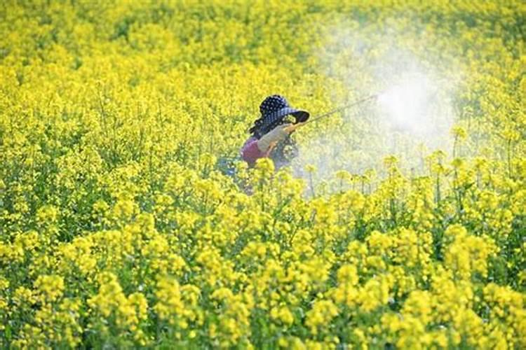 氮肥浇灌还是喷施效果好？