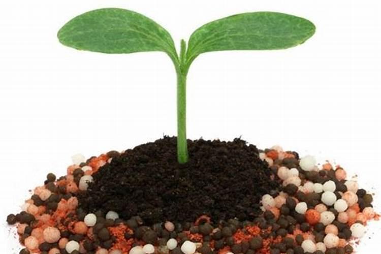 钾肥几天见效 快来看看吧