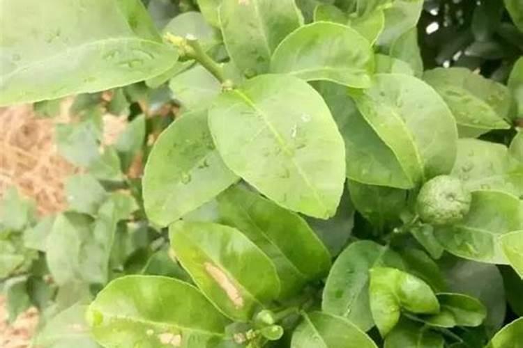 怎样解硼肥药害