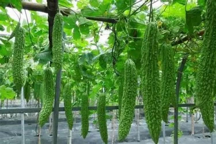 苦瓜怎么施肥