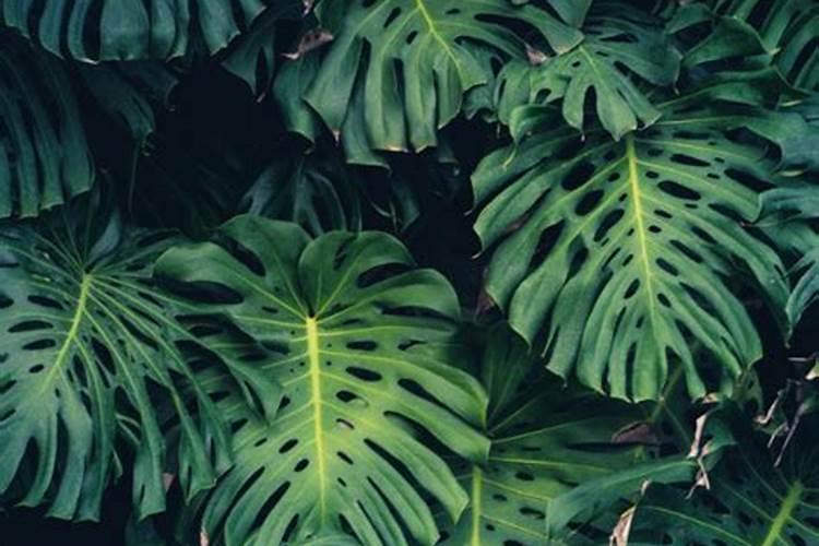 什么叶面肥能增厚叶子使用页面肥哪些是要注意的