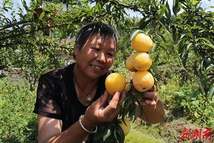 怎样才能使黄金奈李又硬又黄