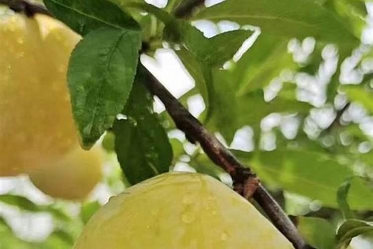 种植綦江奈李要怎么施肥才好？