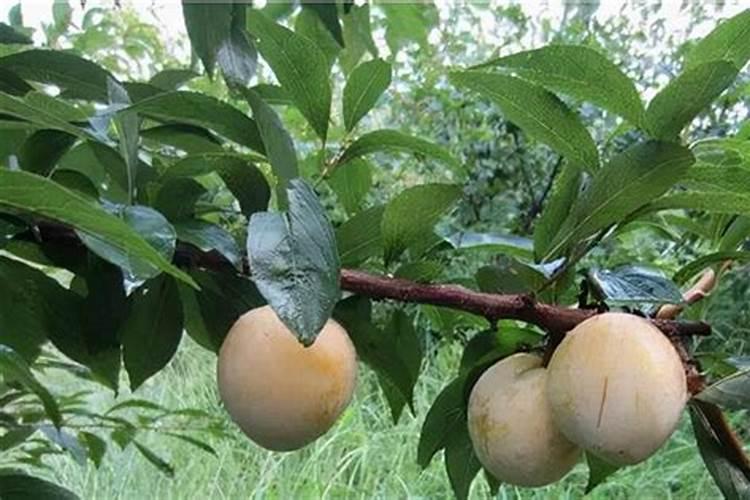 奈李子苗如何实现高产种植？奈李子苗高产种植技术要点