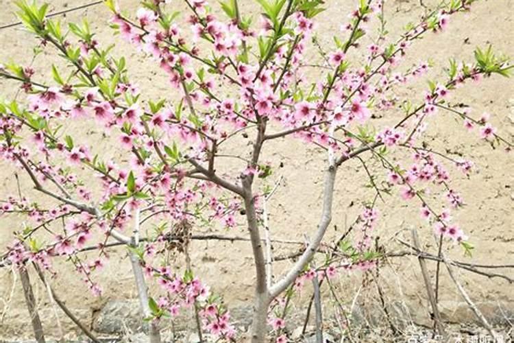 桃树开花后打什么药保果