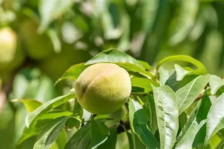 桃树落果用什么药防治？