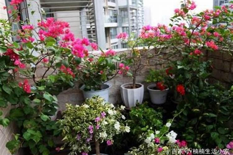 三伏天养花需注意