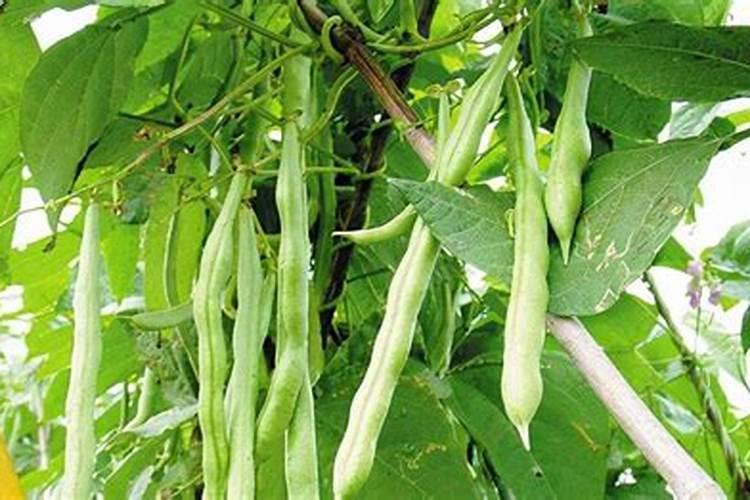 豆角在各个生长期怎样施肥