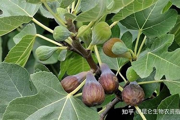 栽培无花果怎样使用叶面肥呢？