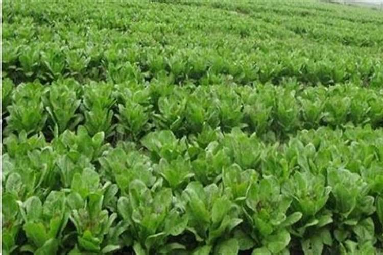 莴苣喜欢钾肥吗怎么施肥？