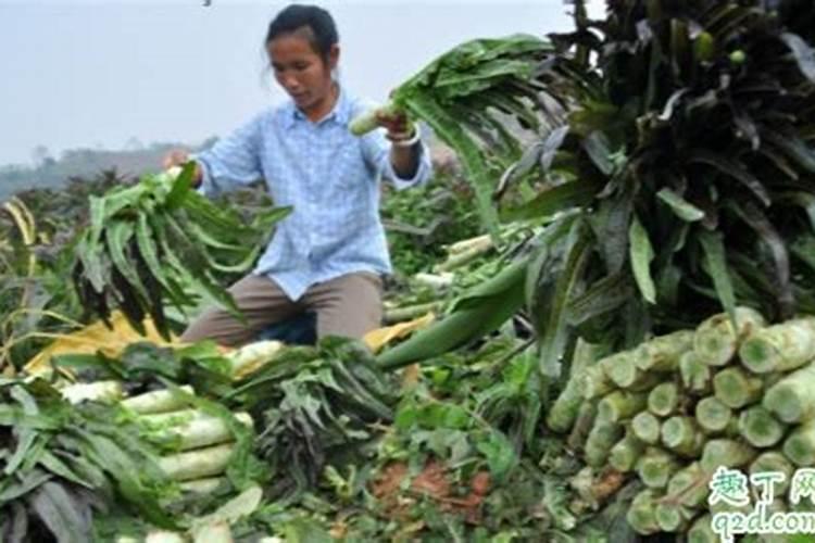 莴笋追肥是尿素好还是复合肥好 莴苣追肥有什么技巧