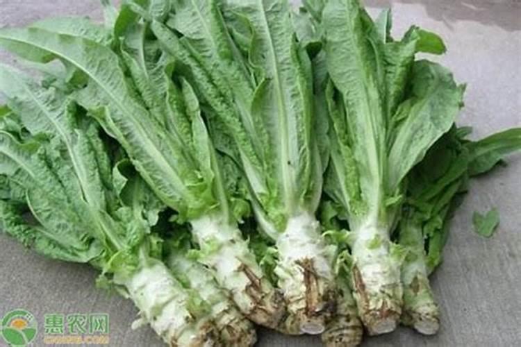 莴苣处于膨大期,这个时期要补氮钾肥吗？