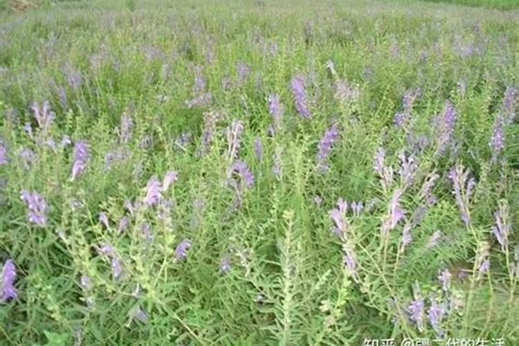 种植黄芩是不用拔草吗l？