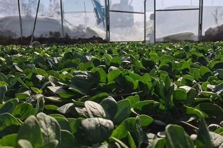 为何要多吃“绿叶菜”？