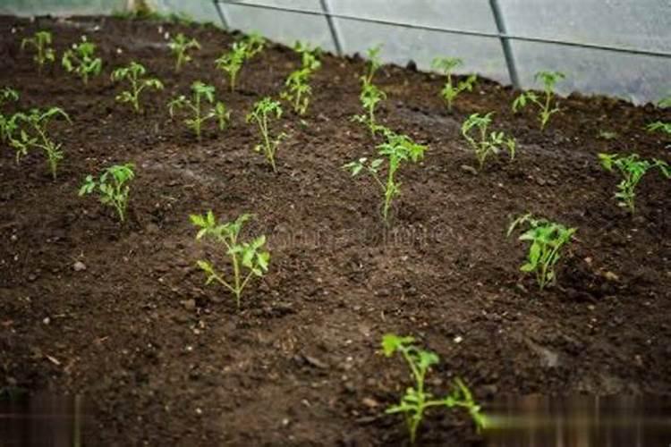 蔬菜松花苗细根怎么处理