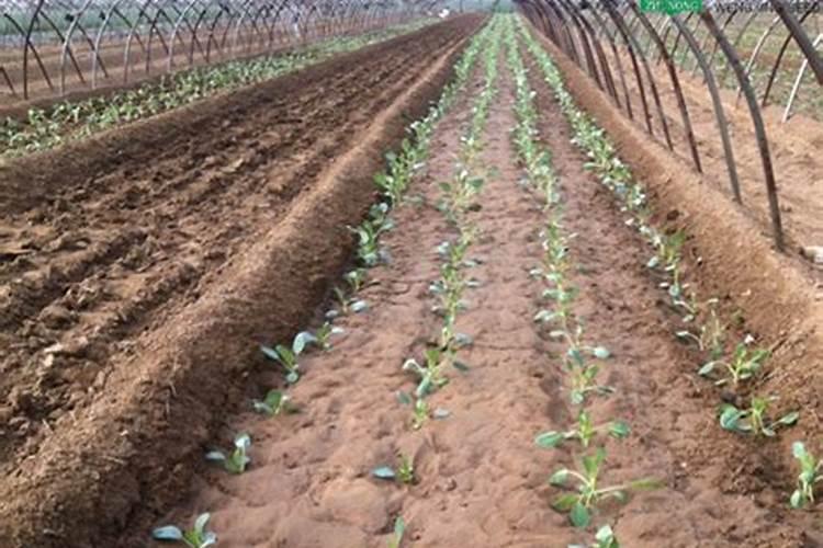 松花55天栽培要点