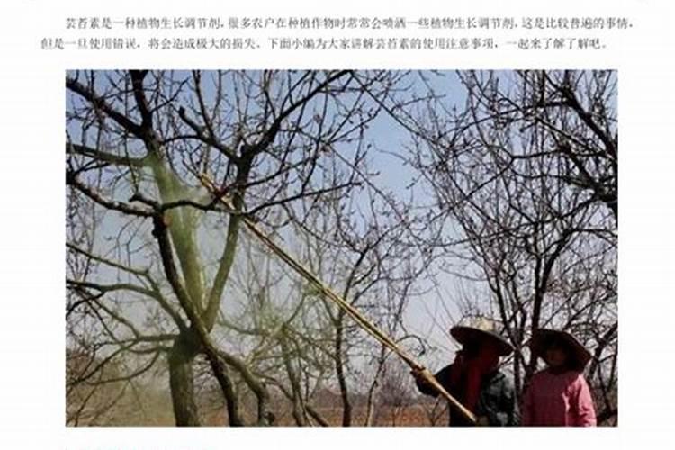 芸苔素控旺使用方法