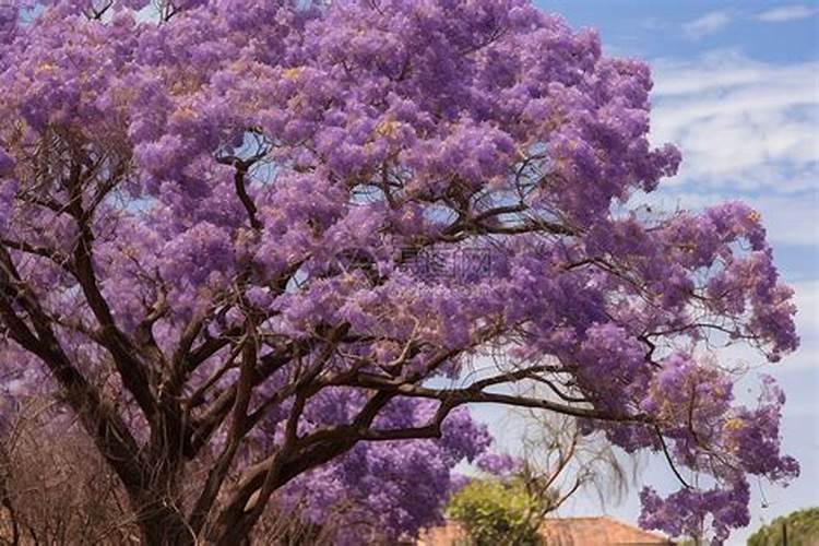 这是什么花或树的叶子？