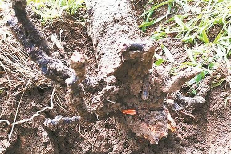 树木根烂是什么原因？怎么治疗？