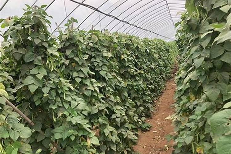 种植四季豆提高产量的施肥技巧有哪些