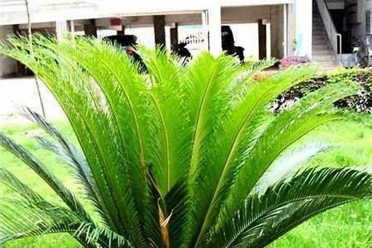 铁树的施肥管理方法