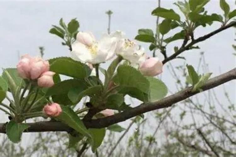 苹果树开花时施什么肥苹果树花前施什么肥好
