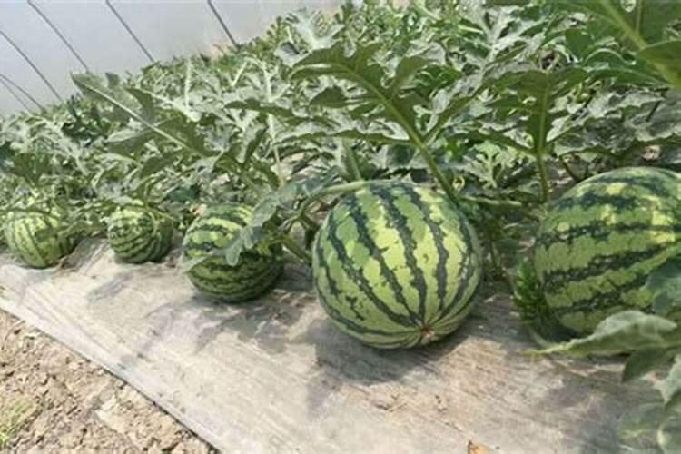 西瓜果实膨大喷啥水溶肥？春季西瓜如何施肥