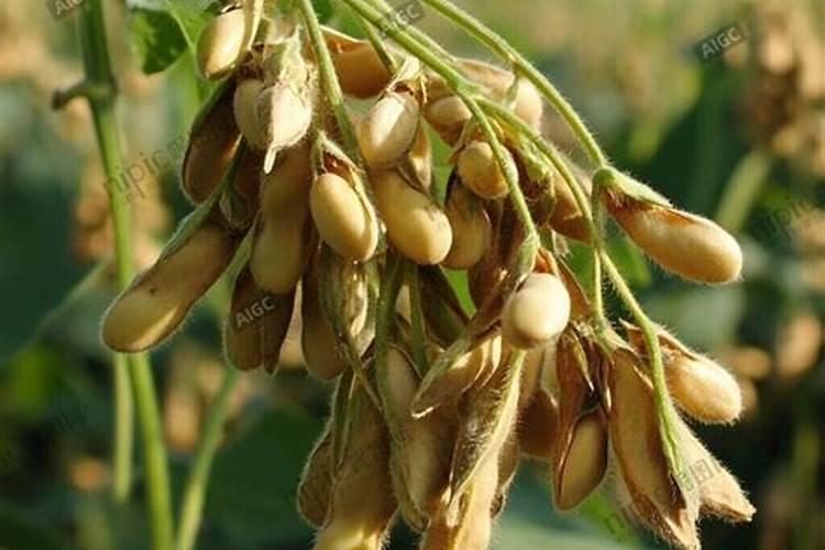 黄豆什么时候追肥合适