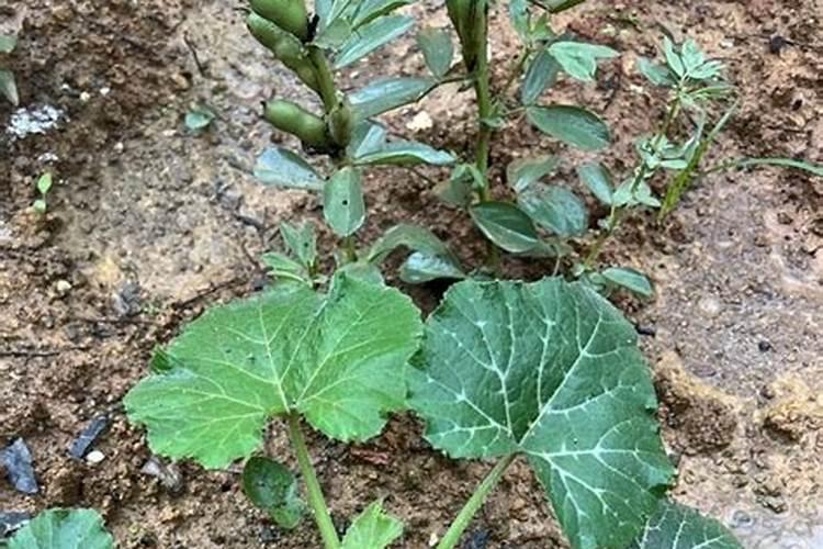 南瓜苗放什么肥深绿色好看呢