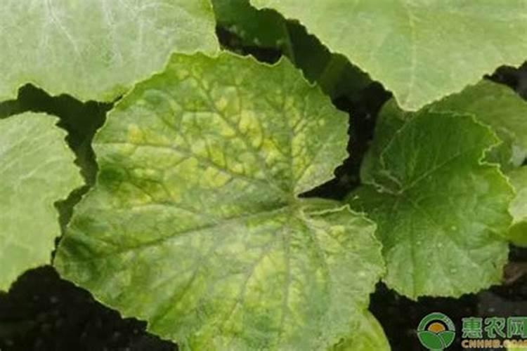 南瓜黄叶病用什么药