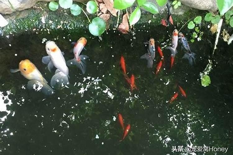 用什么化肥养鱼