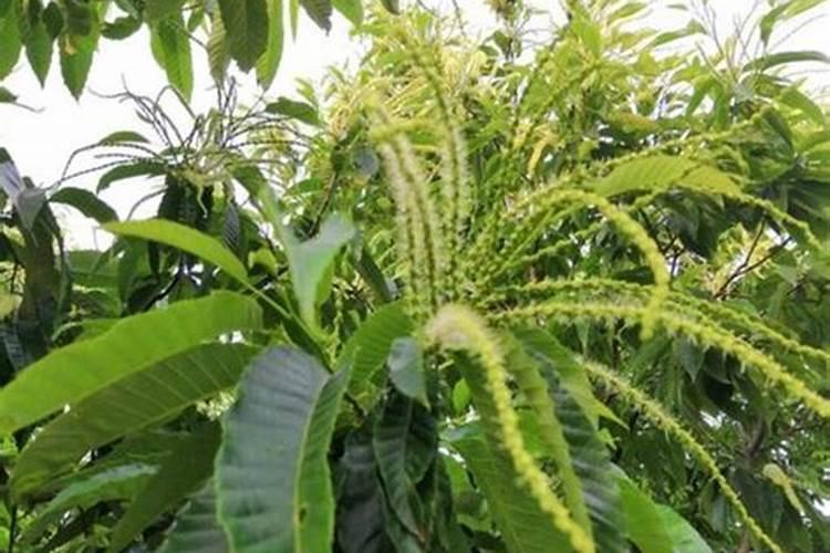 板栗树花期补硼肥好吗怎么施？