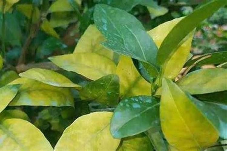 板栗树缺硼有哪些症状和补救措施？