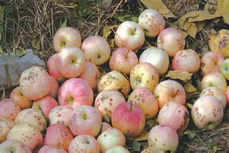 降酸补钙,严防苹果苦痘病发生!