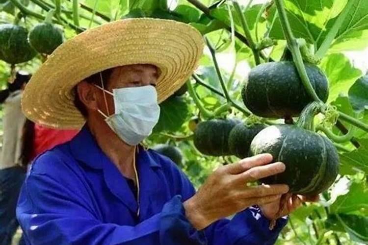 丝瓜、南瓜等瓜类坐不住瓜,学会哪些技巧,产量翻倍？