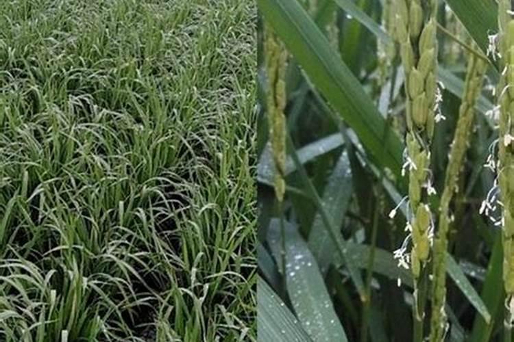 水稻氮肥多了该怎么办呢？