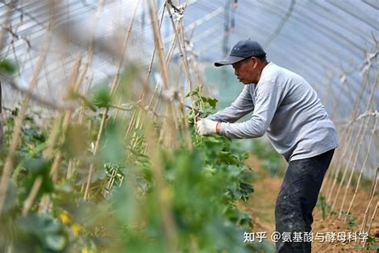 多肽对农作物有什么帮助？