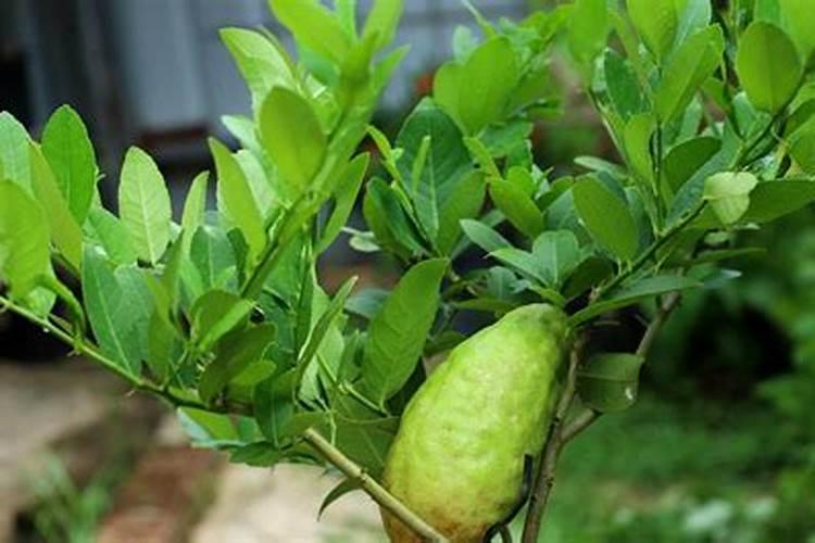 柠檬树淋水容肥有什么用？