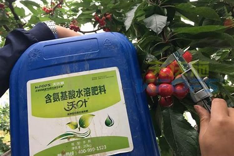 樱桃冲施肥几天冲一次药水好？