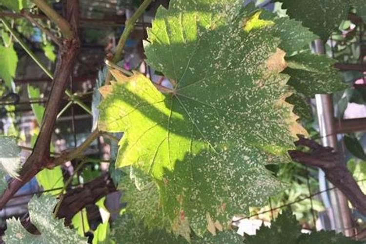 葡萄叶子是黄色的,是什么原因？用什么药可以改善？