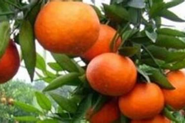 请问老师!柑橘树在什么时间施放磷肥最好？