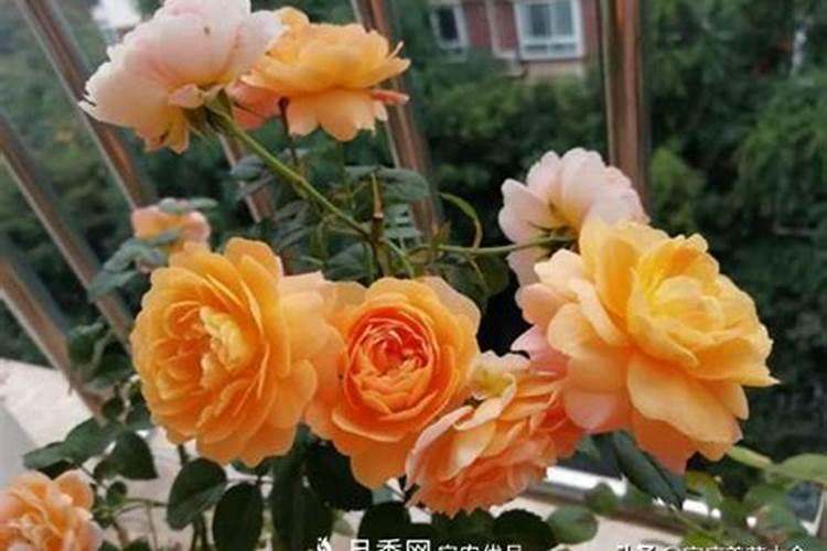 做好2个“小动作”,实现切花自由