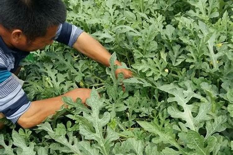 西瓜难坐果怎么办