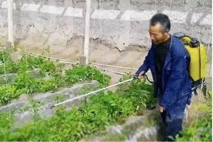 叶面肥喷施“三大错”,你犯过哪一个？