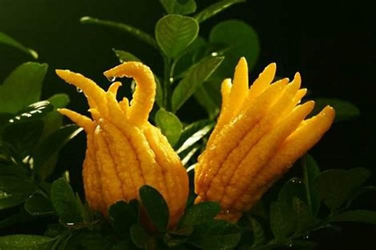 佛手开花后容易脱落是为什么