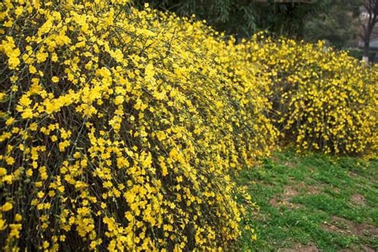 迎春花为什么叫迎春花